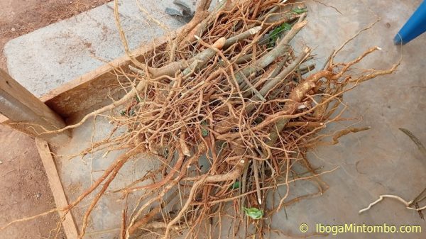 Iboga rootbark powder - Image 4
