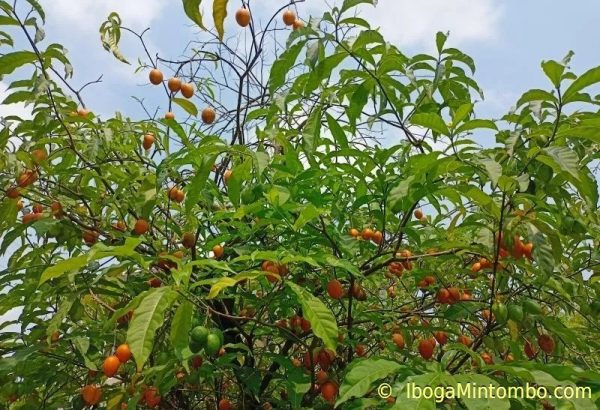 Iboga rootbark powder - Image 3